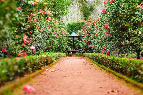 Der botanische Garten in genf: Ein Paradies für Pflanzenliebhaber